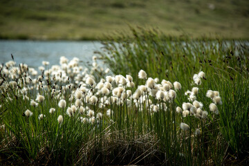 Fototapeta premium Traveling in Russia. Tour to the Altai. View of a mountain glacial lake and flowers. Radial hike.