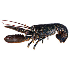 Fresh crab on white background