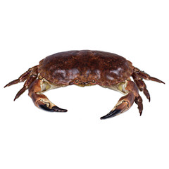 Fresh crab on white background