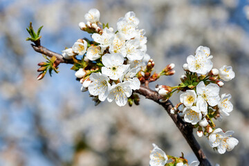 Flowering fruit tree in Moldova