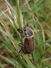 Cockchafer 