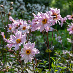 Dahlia-Hybride 'Bishop of Leicester'