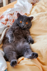 Cat with grey fur