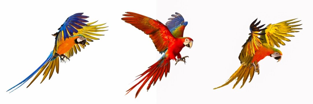 Set of macaw parrot isolated on white background