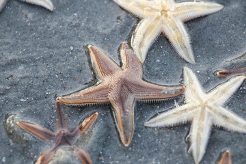 Starfish on the Sand