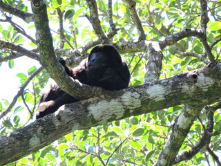 Monkey in tree