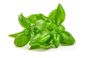 Fresh basil leaves, close-up, isolated on a white background