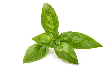 Fresh basil leaves, close-up, isolated on a white background