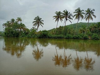 Fototapeta na wymiar Coconut trees and river