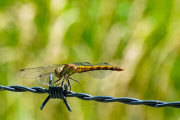  sympétrum rouge sang - Sympetrum sanguineum