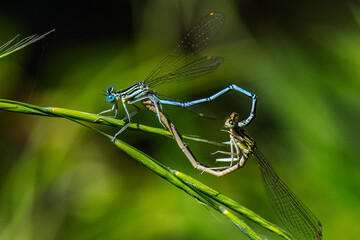 accouplement agrion à large patte 