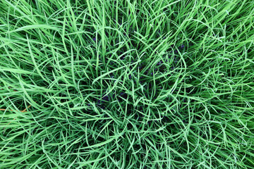 Rice field, top view of rice plantation. Sprouts of young rice.