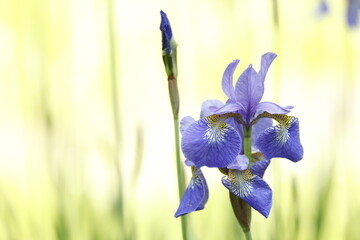 Siberian iris blue close-up.