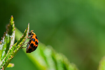 coccinelle