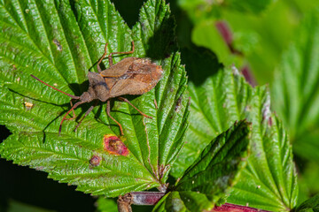 Punaise brune ou Corée marginée (Coreus marginatus)