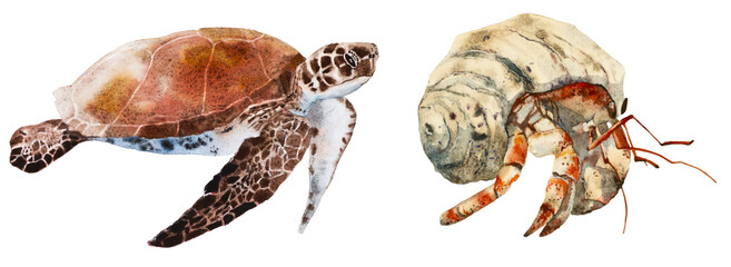 Watercolor illustration set with turtle and cancer hermit.  Underwater animal on white background. 