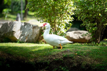 A giant white duck or goose on grass floor in the garden and natural environment. Animal portrait and eye focus photo.