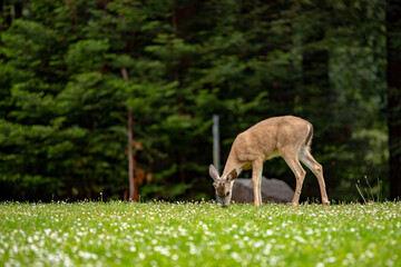 Deer at UC Santa Cruz