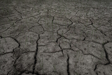 soil crack on an agriculture farm which effect of climate changed. concept for arid area ,climate change, sustainability,drought