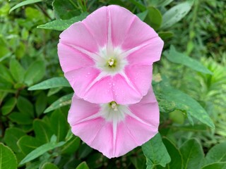 beach moonflower pink and white flowers, beautiful petals with a pollen in the middle of the flower