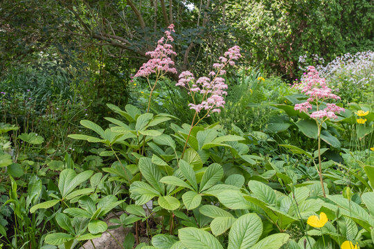 Rodgersia pinnata 'Rubra' Bronze-Blatt
