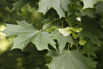 Winged maple Holly close-up with leaves.