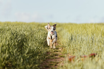 Rennender Australian Shepherd Welpe