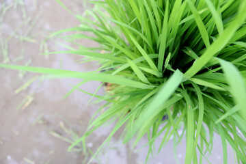 Rice field, top view of rice plantation. Sprouts of young rice.
