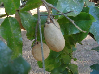 baru fruit