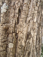 tree bark