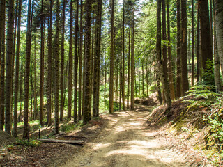 Fototapeta premium Italia, Toscana, il bosco di Vallombrosa.