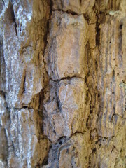 cerrado tree bark