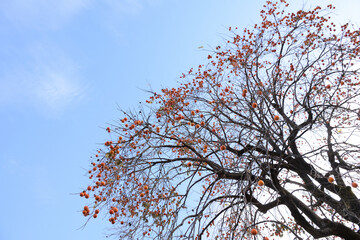 Good harvest. Fruits of persimmon - Diospyros kaki. It is called “Kaki” in Japan.
