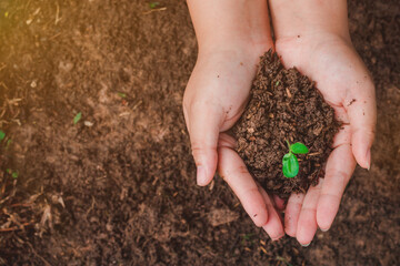 The sapling of the tree is in the hands of the young woman Seeds of living plants which, when planted Or to propagate, then the plant will grow in accordance with the genetics of that plant