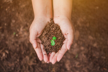 The sapling of the tree is in the hands of the young woman Seeds of living plants which, when planted Or to propagate, then the plant will grow in accordance with the genetics of that plant