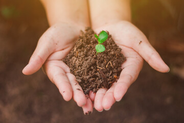 The sapling of the tree is in the hands of the young woman Seeds of living plants which, when planted Or to propagate, then the plant will grow in accordance with the genetics of that plant