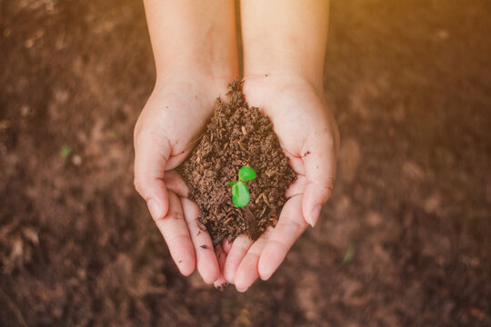 The sapling of the tree is in the hands of the young woman Seeds of living plants which, when planted Or to propagate, then the plant will grow in accordance with the genetics of that plant