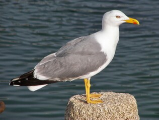Seagull