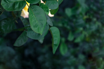 Dark green rose leaves in the garden. Selective focus. Blurred nature background texture