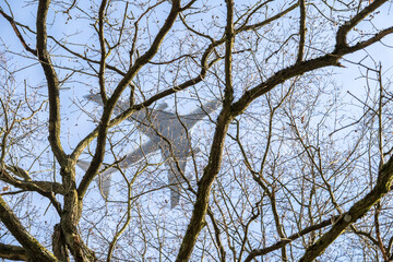 Airplane framed by tree
