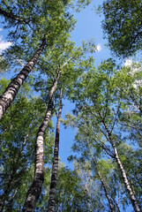 Fototapeta premium Summer sunny day in the forest.
