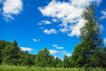 Summer day in nature.
