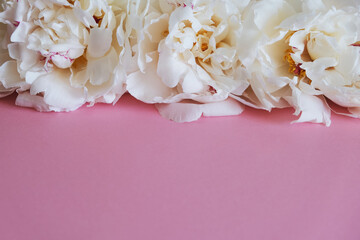 Milky peony flowers close-up on a pink background. Background for lettering, greeting card.