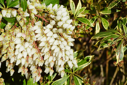 Pieris (Pieris japonica variegata). Heath, heather family (Ericaceae). Flowering in the end of the winter. Bergen, Netherlands, February 25, 2020.