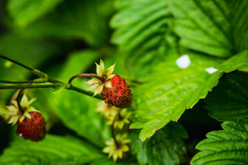 Red ripe wild strawberry on plant in the garden. Selective focus. Shallow depth of field.