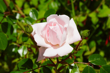 A pale pink flower of a climbing rose (Rosa New Dawn). Rosaceae, the rose family. In the spring in...