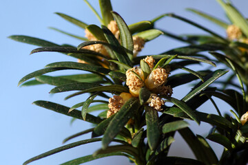 Close up of spring foliage and flowers of an evergreen Irish Yew Tree (Taxus baccata 'Fastigiata') in a garden in the Dutch village of Bergen. Netherlands, March 