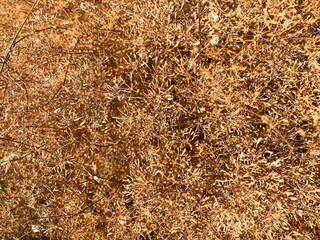 Background - dry brown-yellow grass.