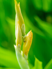 bud of a flower