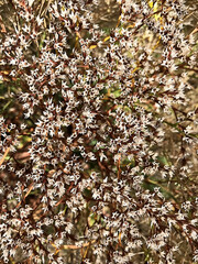 Background - dry brown-yellow grass with small white flowers